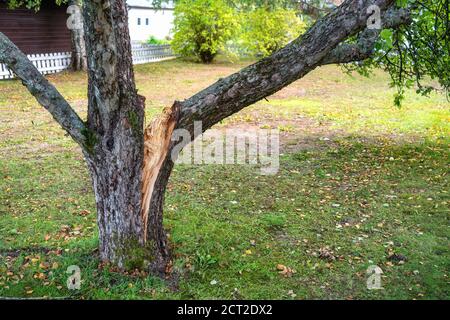 Der große fruchttragende Ast des sehr alten Apfelbaums war schwer und brach unter dem Gewicht der reifenden Äpfel, der Ast riß bei Wind vom Baum Stockfoto