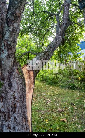 Großer fruchttragender Ast des sehr alten Apfelbaums war schwer und brach unter dem Gewicht der reifenden Äpfel, Ast rissig vom Baum während des Windes Stockfoto