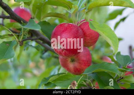 Nahaufnahme von roten Äpfeln, die auf dem Baum wachsen Stockfoto