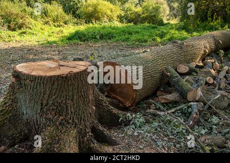 Denham, Buckinghamshire, Großbritannien. September 2020. Umweltaktivisten und Baumschützer sind bestürzt zu finden, dass HS2-Vertragspartner eine große Waldfläche im Denham Country Park freigemacht haben, einschließlich dem Fällen von reifen Eichen. Die Räumungsfläche nach Angaben von Mitgliedern des Denham Protection Camp liegt angeblich außerhalb des kartierten Bereichs, über den HS2 für die Bauarbeiten an der Hochgeschwindigkeitsstrecke zuständig ist. Quelle: Maureen McLean/Alamy Live News Stockfoto