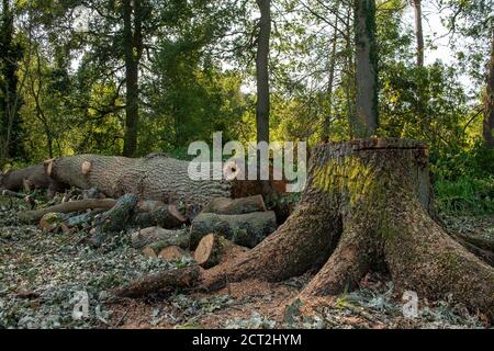 Denham, Buckinghamshire, Großbritannien. September 2020. Umweltaktivisten und Baumschützer sind bestürzt zu finden, dass HS2-Vertragspartner eine große Waldfläche im Denham Country Park freigemacht haben, einschließlich dem Fällen von reifen Eichen. Die Räumungsfläche nach Angaben von Mitgliedern des Denham Protection Camp liegt angeblich außerhalb des kartierten Bereichs, über den HS2 für die Bauarbeiten an der Hochgeschwindigkeitsstrecke zuständig ist. Quelle: Maureen McLean/Alamy Live News Stockfoto