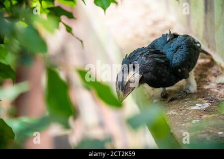 Paspelschnabel, der nach unten schaut Stockfoto