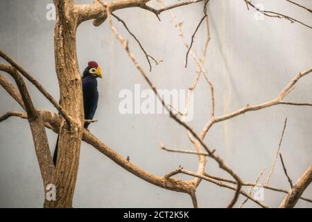 Ross's turaco Vogel sitzt auf einem Baum Stockfoto