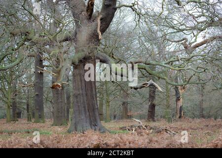 Eine alte Eiche in Richmond Park, London, Vereinigtes Königreich Stockfoto
