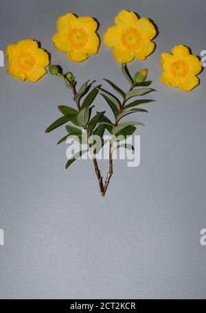 Johanniskraut (Hypericum perforatum) blüht und stielt auf einem schlichten Hintergrund mit Kopierraum. Stockfoto