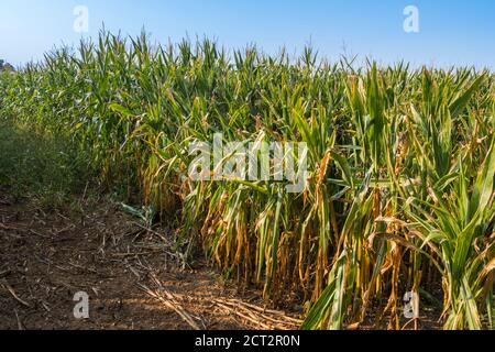 Mais / Zuckermais wächst auf einem Feld. Suffolk, England, Großbritannien. Stockfoto