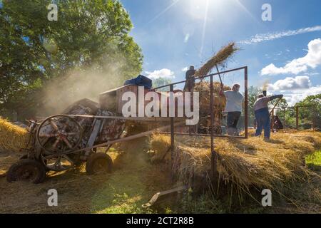 Verwendung einer traditionellen, dampfbetriebenen Ransomes von Ipswich Dreschmaschine zum Dreschen von Weizen. Suffolk, East Anglia, England, Großbritannien. Stockfoto