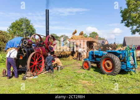 Verwendung einer traditionellen, dampfbetriebenen Ransomes von Ipswich Dreschmaschine zum Dreschen von Weizen. Suffolk, East Anglia, England, Großbritannien. Stockfoto