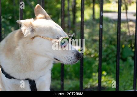 Hund trägt herzförmige Sonnenbrille Stockfoto