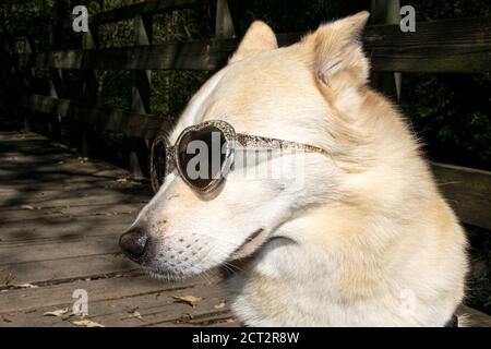 Hund trägt herzförmige Sonnenbrille Stockfoto