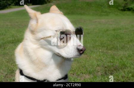 Hund trägt herzförmige Sonnenbrille Stockfoto