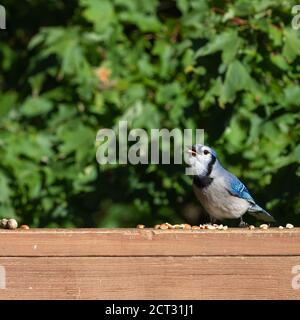 Seitenprofil eines blauen jay, der Erdnüsse auf einem verwitterten Holzgeländer frisst. Stockfoto
