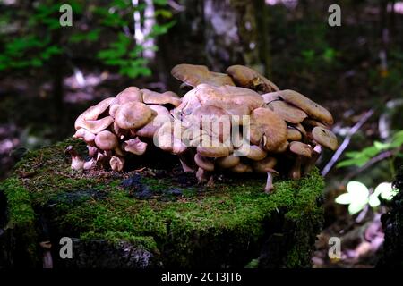 Große Gruppe von braunen Pilzen (Gymnopilus luteus?) Auf einem moosigen Baumstamm in einem schattigen Quebecer Wald in Val-des-Monts, Kanada. Stockfoto