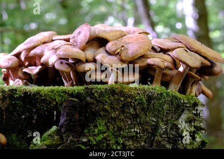 Große Gruppe von braunen Pilzen (Gymnopilus luteus?) Auf einem moosigen Baumstamm in einem schattigen Quebecer Wald in Val-des-Monts, Kanada. Stockfoto