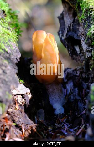 Elifin Saddle (Helvella elastica) Pilz wächst an einem engen Ort zwischen gefallenen moosigen Baumstämmen in einem Quebecer Wald, Val-des-Monts, Kanada. Stockfoto