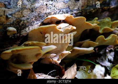 Weiße Austern wie Pilze wachsen auf einem Baumstamm in einem Quebecer Wald, Val-des-Monts, Kanada. Lentinellus ursinus? Stockfoto