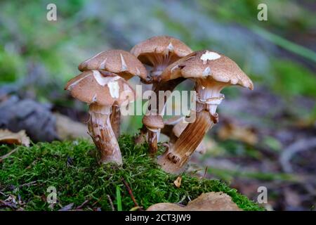 Kleiner Klumpen des braunen Kappenpilzes (Armillaria lutea?) Sieht alt und zerfetzt aus auf einem moosigen Baumstamm. Val-des-Monts, Quebec, Kanada. Stockfoto