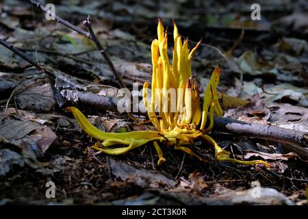 Goldspindeln Pilz (Clavulinopsis fusiformis) wächst in einem Quebec Wald, Val-des-Monts, Kanada. Stockfoto