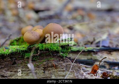 Lycoperdon pyriforme (Stump Puffball) auf einem moosigen Baumstamm in einem Quebecer Wald außerhalb von Val-des-Monts, Kanada. Stockfoto
