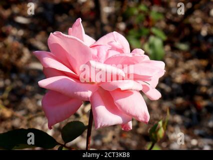 Rosa rose Makroaufnahme Stockfoto