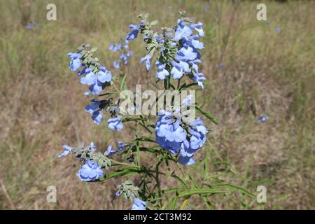 Mehrere wilde blaue Salbeiblüten, eine bedrohte Art in Illinois Stockfoto