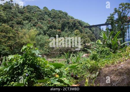 Hakalau Bay, Homakua Coast, Hawaii Stockfoto