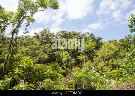 Hakalau Bay, Homakua Coast, Hawaii Stockfoto