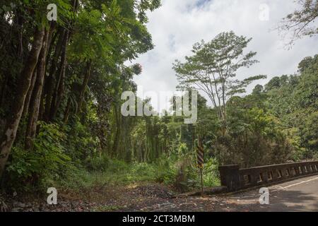 Hakalau Bay, Homakua Coast, Hawaii Stockfoto