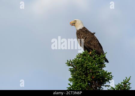 Weißkopfseeadler (haliaeetus leucocephalus) auf einer Tanne thront, Petite Riviere, Nova Scotia, Kanada Stockfoto