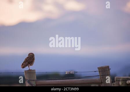 Eingrabende Eule (Athene cunicularia), Mendoza, Provinz Mendoza, Argentinien, Südamerika Stockfoto