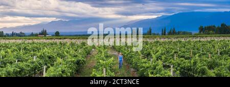 Frau in Weinbergen in den Anden auf Weinprobe Urlaub in einem Weingut in Uco Valley (Valle de Uco), einer Weinregion in der Provinz Mendoza, Argentinien, Südamerika Stockfoto