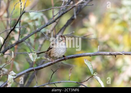 Unreifer Weißkronenspatzen (zonotrichia leucophrys), The Weaselhead, Calgary, Alberta, Kanada Stockfoto