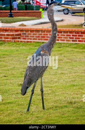 Ein großer Blaureiher geht auf dem Gras am Palafox Pier, 18. September 2020, in Pensacola, Florida. Stockfoto