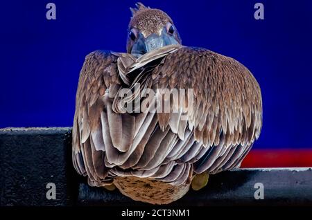 Ein junger brauner Pelikan nappt auf einem Geländer am Palafox Pier, 18. September 2020, in Pensacola, Florida. Pelikane leben durchschnittlich 15-25 Jahre in freier Wildbahn. Stockfoto