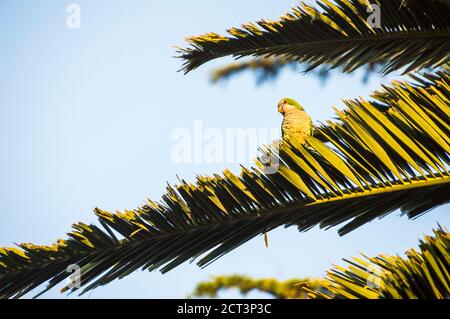 Eingrabende Papagei (Cyanoliseus patagonus), argentinische Tierwelt im Maipu-Gebiet von Mendoza, Provinz Mendoza, Argentinien, Südamerika Stockfoto