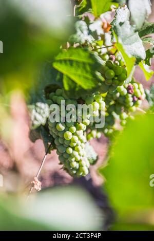 Grüne Trauben, die in den Weinbergen einer Bodega (Bodega) im Maipu-Gebiet von Mendoza, Provinz Mendoza, Argentinien, Südamerika wachsen Stockfoto