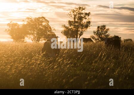 Rinder in Estancia San Juan de Poriahu, einer Rinderfarm in den Ibera Wetlands, Provinz Corrientes, Argentinien, Südamerika Stockfoto