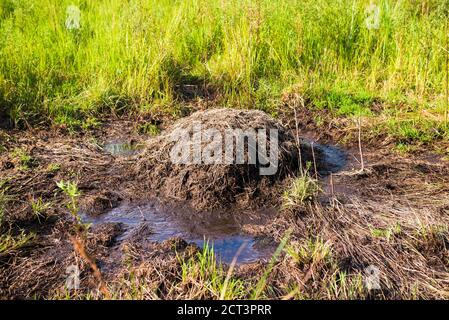 Yacare Caiman (Caiman Yacare) Nest, Ibera Feuchtgebiete (alias Ibera Marshes), ein Sumpfgebiet in der Provinz Corrientes, Argentinien, Südamerika Stockfoto