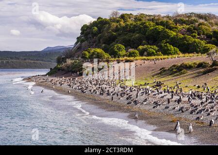 Magellanic Pinguine (Spheniscus magellanicus) auf Martilla Insel im Beagle Kanal in Ushuaia, Tierra Del Fuego, Patagonien, Argentinien, Südamerika Stockfoto