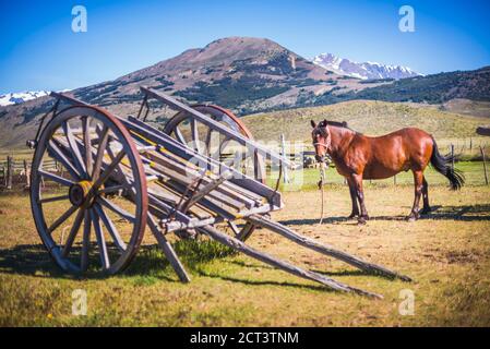 Pferde auf dem Bauernhof in Estancia La Oriental, Perito Moreno Nationalpark, Provinz Santa Cruz, Patagonien, Argentinien, Südamerika Stockfoto