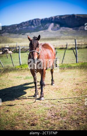 Pferde auf dem Bauernhof in Estancia La Oriental, Perito Moreno Nationalpark, Provinz Santa Cruz, Patagonien, Argentinien, Südamerika Stockfoto