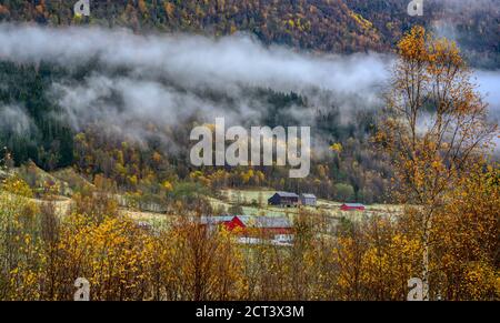 Rote Häuser und Bauernhöfe auf den Feldern auf einem Hügel im Morgennebel in den Herbstfarben auf dem Land in der Stadt Voss, Norwegen. Stockfoto