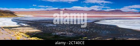 Flamingos an der Laguna Colorada (Rote Lagune), einem Salzsee im Altiplano von Bolivien im Eduardo Avaroa Andenfauna National Reserve, Südamerika Stockfoto