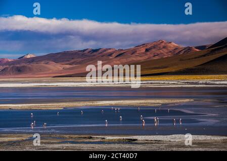 Flamingos in Salar de Chalviri, Altiplano von Bolivien im Nationalpark Eduardo Avaroa der Andenfauna, Südamerika Stockfoto