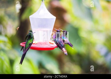 Kolibris in einem Kolibri Feeder in der Mashpi Lodge, Choco Cloud Forest, Ecuador, Südamerika Stockfoto