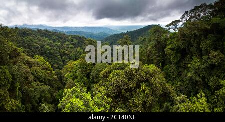 Choco Regenwald, Ecuador. Dieses Dschungelgebiet ist der Mashpi Cloud Forest in der Provinz Pichincha in Ecuador, Südamerika Stockfoto