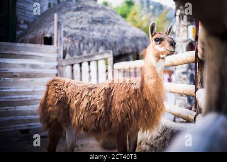 Lama in San Antonio de Pichincha, Quito, Ecuador, Südamerika Stockfoto