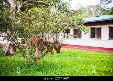 Vogelnester, Amazonas Regenwald, Coca, Ecuador, Südamerika Stockfoto