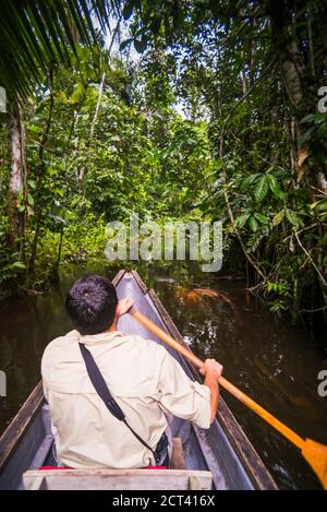 Kanufahrt im Amazonas Regenwald, Coca, Ecuador, Südamerika Stockfoto