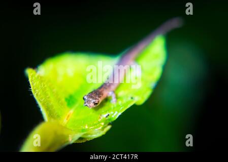 Naulta Mushroom Tongue Salamander (Bolitoglossa altamazonica) im Amazonas Regenwald bei Nacht, Sacha Lodge, Coca, Ecuador, Südamerika Stockfoto